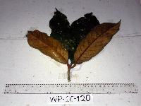 Palaquium supfianum image
