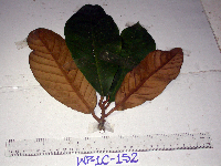 Palaquium supfianum image