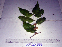 Prunus schlechteri image