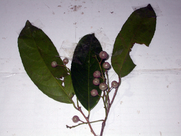 Erythrospermum image