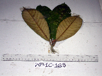 Palaquium supfianum image