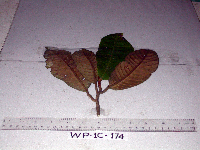 Palaquium supfianum image