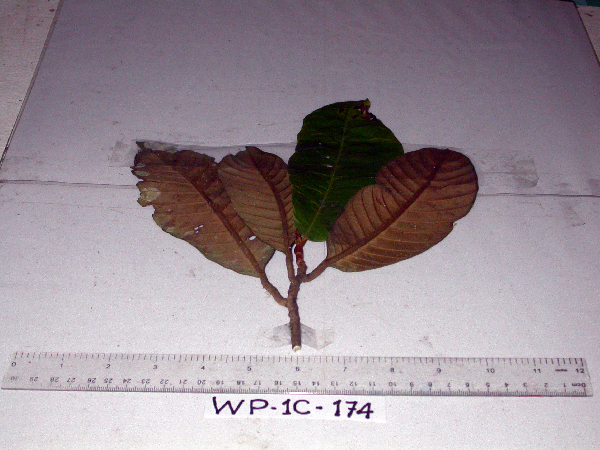 Palaquium image