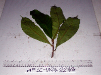 Palaquium morobense image