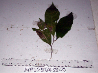 Dichapetalum papuanum image