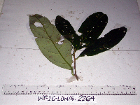 Litsea discolor image