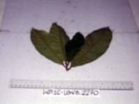 Image Associated With the Occurence