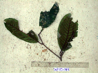 Palaquium warburgianum image