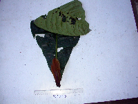 Terminalia kaernbachii image