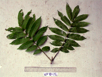 Dracontomelon dao image