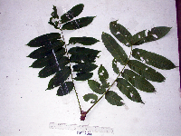 Dracontomelon dao image