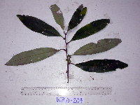 Litsea discolor image