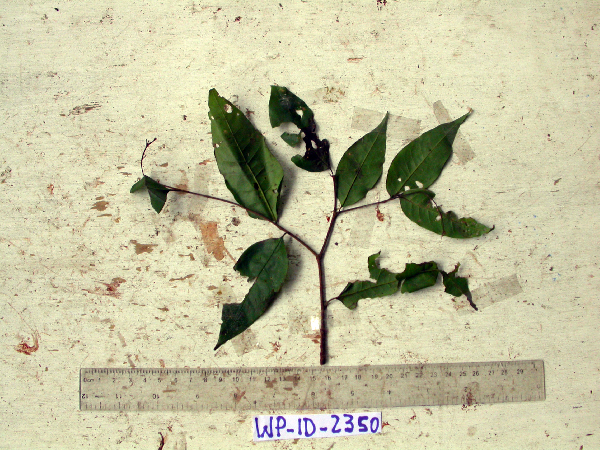 Prunus schlechteri image