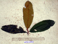 Palaquium supfianum image