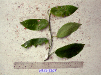 Habenaria rumphii image