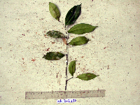 Cryptocarya laevigata image