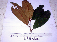 Palaquium supfianum image