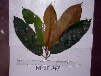 Palaquium supfianum image
