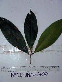 Palaquium morobense image