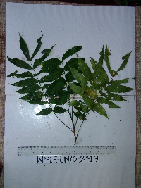 Didymocheton papuanus image
