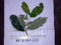 Thumbnail image of current specimen