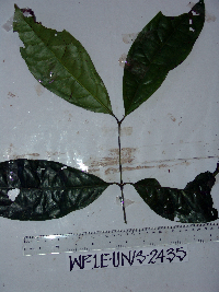 Gnetum latifolium image