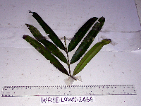 Podocarpus neriifolius image