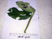 Habenaria rumphii image