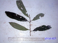 Thumbnail image of current specimen