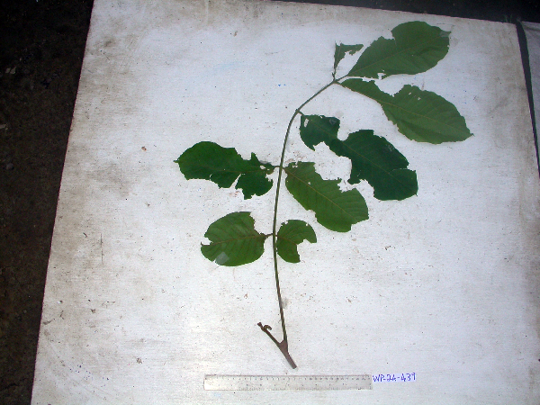 Didymocheton mollis image