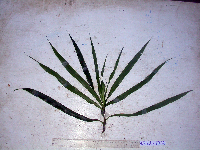 Dracaena angustifolia image