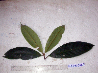 Palaquium morobense image