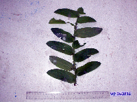 Habenaria rumphii image