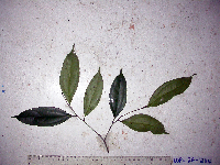 Cryptocarya laevigata image