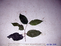 Prunus schlechteri image