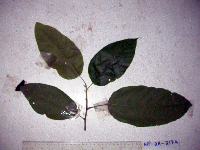 Macaranga punctata image