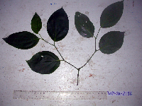 Piper triangulare image