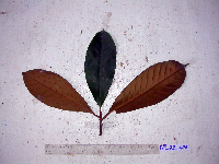 Palaquium supfianum image