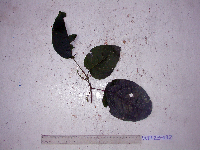 Macaranga punctata image