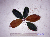 Palaquium supfianum image