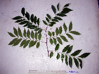 Tristiropsis acutangula image