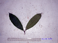 Palaquium morobense image