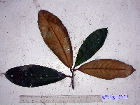 Palaquium supfianum image