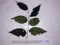 Prunus schlechteri image