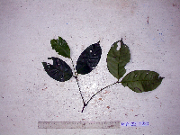 Gnetum latifolium image