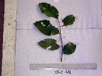 Prunus schlechteri image
