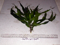Dracaena angustifolia image