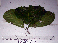 Image Associated With the Occurence