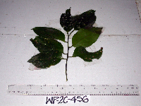 thumbnail image of current specimen