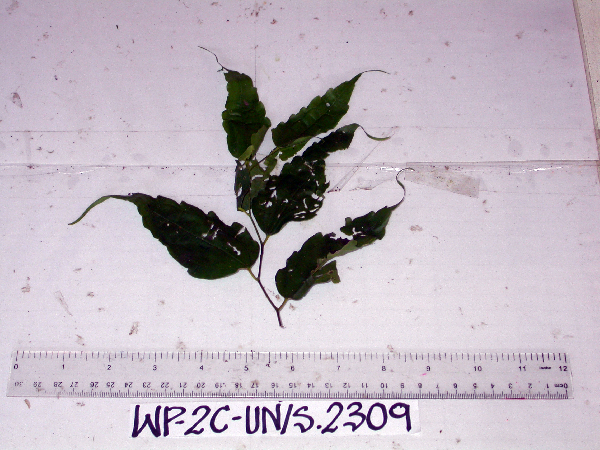 Celtis philippensis image